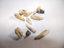 alt Zähne Zahnprothese,zahnersatz,prothese, unterkiefer, dental,Gebiss