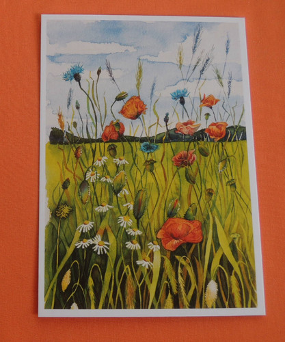 Postkarten wiese sommer - ,