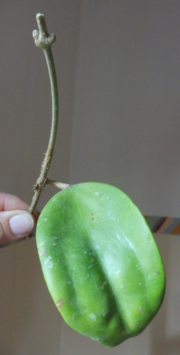 Ableger hoya citrina - ableger🌷hoya,