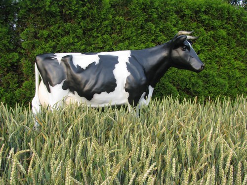 Haeigemo holstein friesian - haeigemo®,