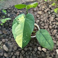 Syngonium Chiapense Albo