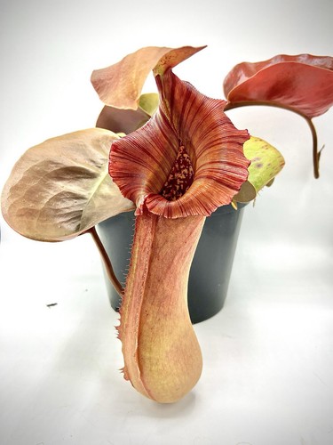 Nepenthes truncata pantaron - nepenthes,