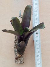 Neoregelia  Casiopea