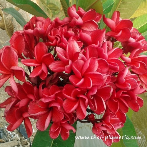 Frangipani plumeria bankok - -,