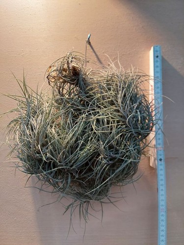 Tillandsia bandensis clump - tillandsia,
