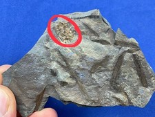 Devonian Sporangium! Zosterophyllum rhenanum  plant fossil Fossilien Germany