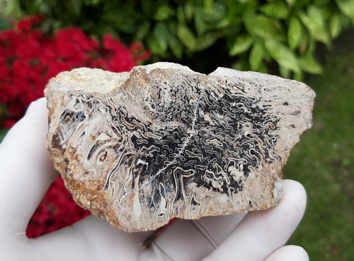 Versteinertes holz osmunda - versteinertes, holz,