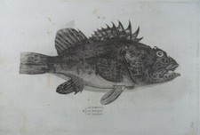 FISH SCORPION FISH COPPERPLATE