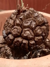 Dioscorea elephantipes MIT
