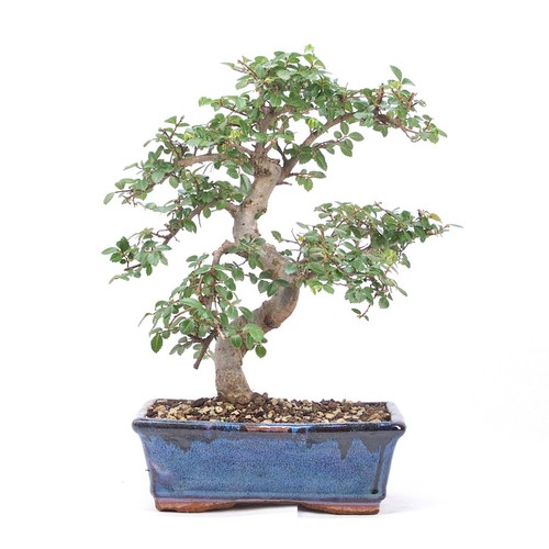 Bonsai chinesische ulme - bonsai,