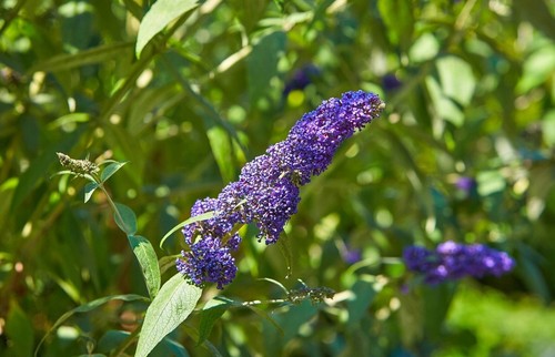 Sommerflieder