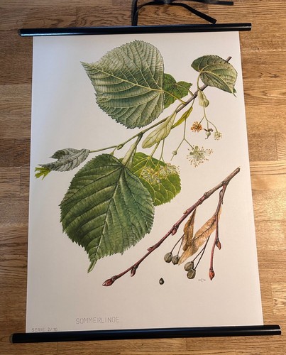 Sommerlinde linde wald baum - linde,