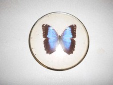 ALTE VINTAGE MORPHO MENELAUS SÜDAMERIKA SCHMETTERLING PRÄPARAT