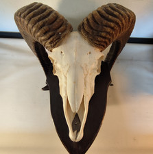 Mufflon schädeltrophäe - mufflon,