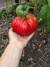 Tomatensamen"Red Butter Heart"