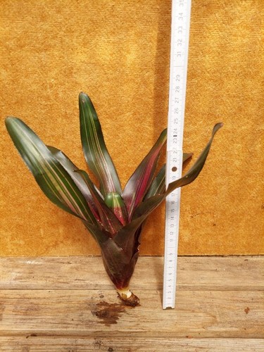 Neoregelia kahala dawn red - neoregelia,