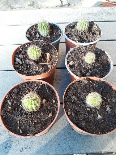 Mal echinopsis kugel kaktus - mal,