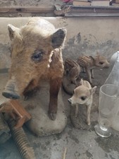 Tierpräparat Wildschwein mit Jungtiere