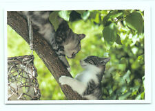 1 AK Katze 7' - NEU !!! #