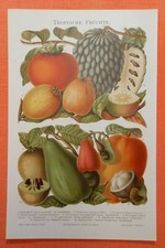 Tropische Früchte  Guave Mango Zimtapfel Feige Avocado Lithographie um 1900
