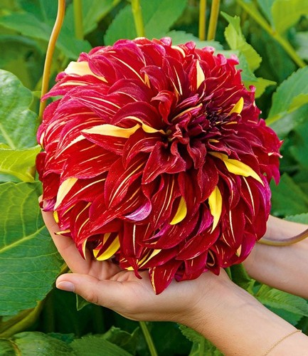 Dahlien knollen stueck - dahlien,