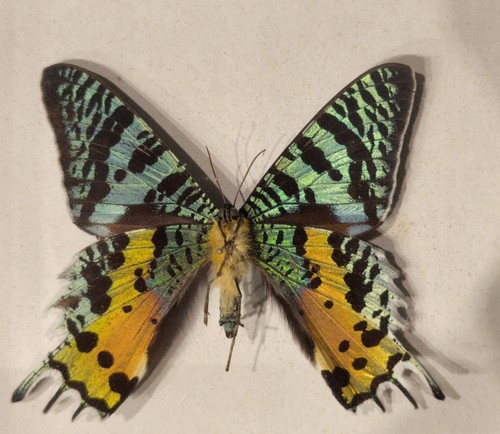 Schmetterling urania ripheus - schmetterling,