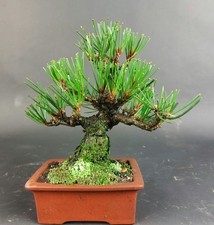 Bonsai - Schwarzkiefer, Pinus