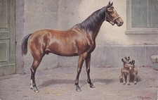 Ansichtskarte - Vollblüter - Trakehner Pferd und Pinscher