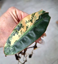 Philodendron Billietiae