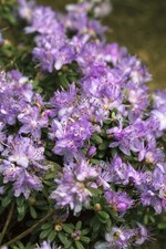 Rhododendron impeditum 'Blaue