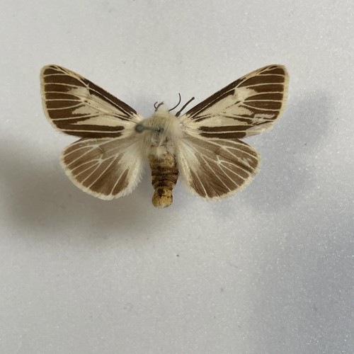 Entomologie*Spilosoma