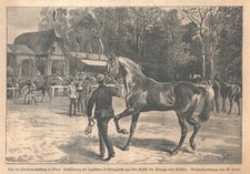 "Pferdeausstellung-Wien:Vollbl
