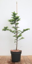 Larix kaempferi, Japanische