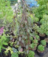 Malus Royal Beauty - Zierapfel