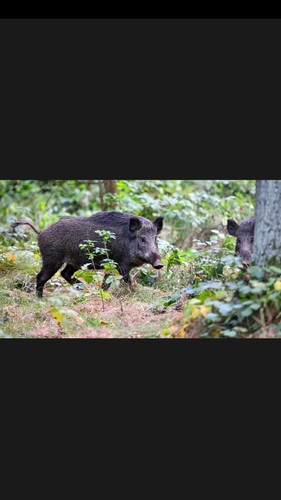 Wildschwein,Überläufer,Frisc