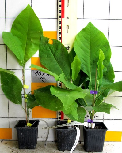 Magnolia macrophylla - macrophylla,