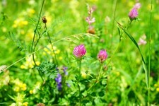 Hasengras Weide Kaninchengarten Tierfutter Gras Nager Wiese Tiere Samen ?