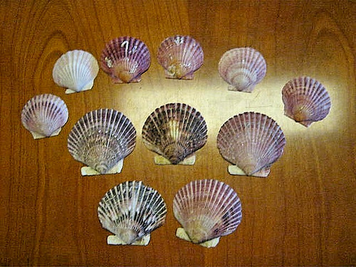 Echte muscheln stück - 11,