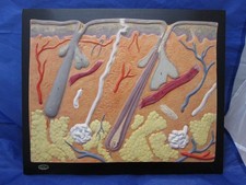 Lehrmodell Hautrelief Haut