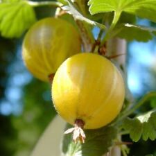 Macherauchs Resistenta Gelbe Stachelbeere Hochstamm ca. 80-90 cm Stamm 4 L Topf