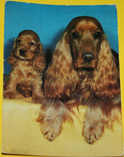 AK. Hundin mit Welpe