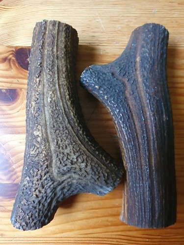Geweihteile abwurfstangen - geweihteile,