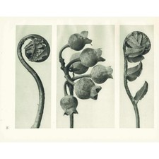 1929 BLUEBERRY & SHIELD FERN