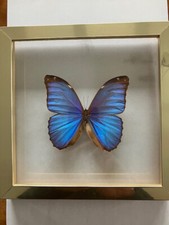 Echter Schmetterling im