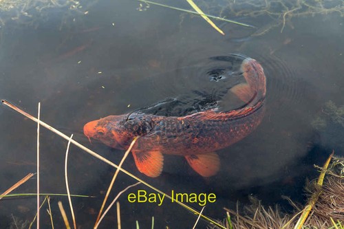 Foto 6x4 ghost koi - 6x4, lily