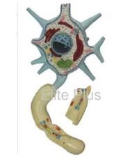 ZX-1602 NEURON Anatomisches