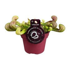 Papageien-Schlauchpflanze Sarracenia Psittacina – Zimmerpflanze – Ø12cm
