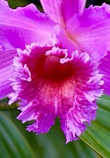 Sobralia Hybride ‚Lovley Dream’ New Orchidee Orchideen Cattleya
