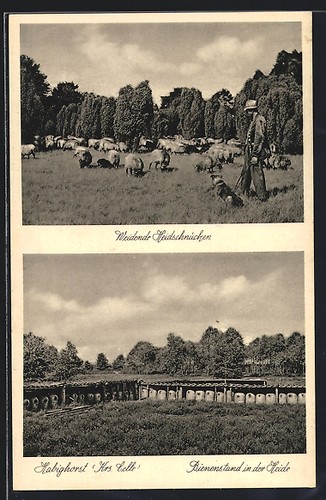 Habighorst weidende - habighorst,,
