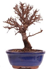 Bonsai - Ulmus parvifolia